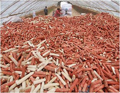 pellets from corn stalk pellets from corn stalk