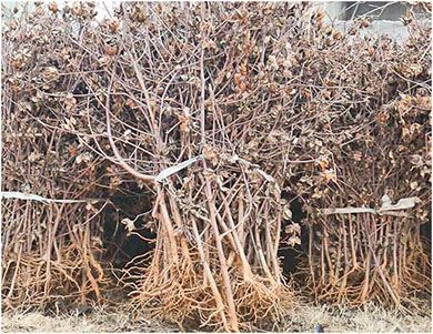 pellets from Agricultural waste2